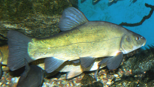 Suutari akvaariossa. Kuva: Nimimerkki Karelj. Wikimedia Commons. CC0.